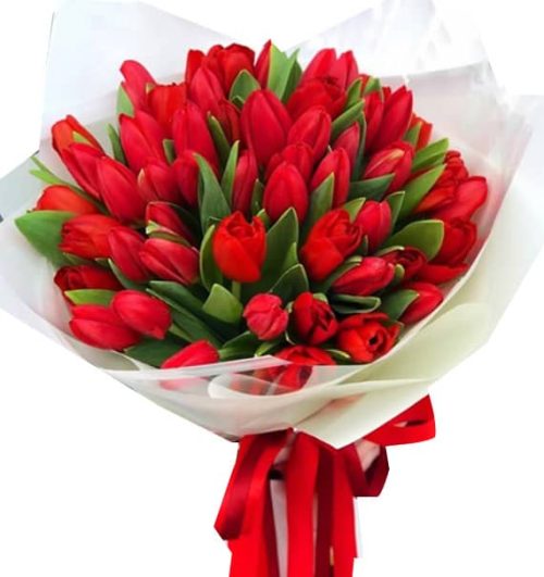 tulip flowers 17