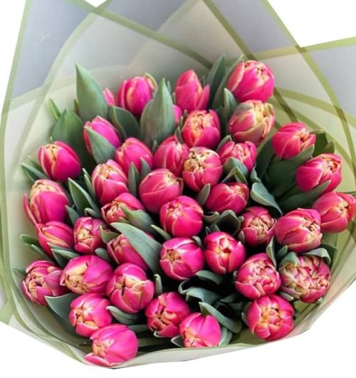 tulip flowers 18