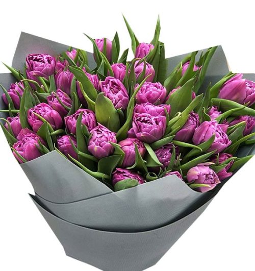 tulip flowers 19