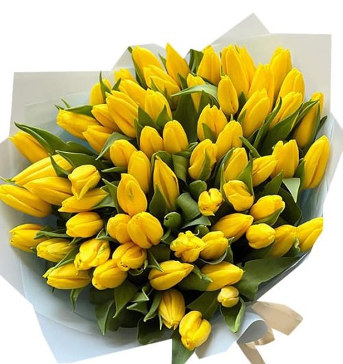 tulip flowers 23