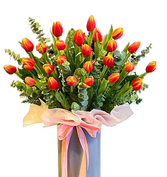 tulip flowers 24