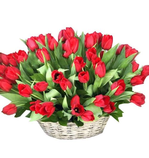 tulip flowers 26