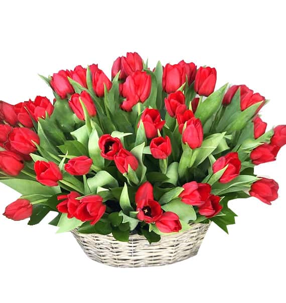 tulip flowers 26