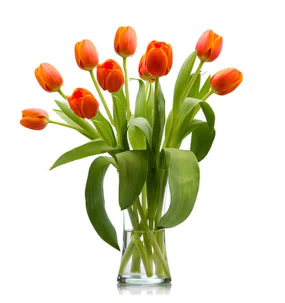 tulip flowers in vase 07