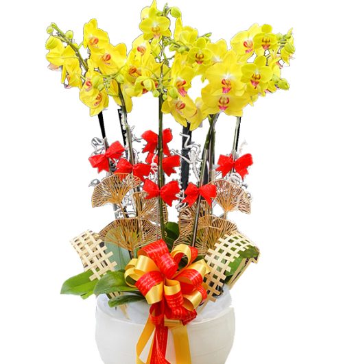 orchids for mom 020