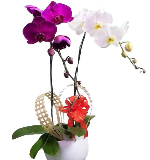 orchids for dad 24 500x531