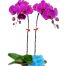 potted purple orchid 002 branches 500x531