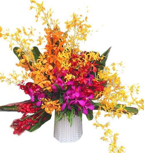 elegant orchid 02 500x531