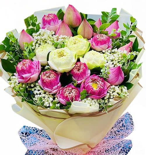 lotus flowers 03 500x531