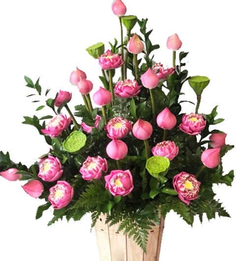 lotus flowers 05 500x531