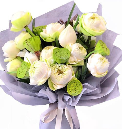 lotus flowers 07 500x531