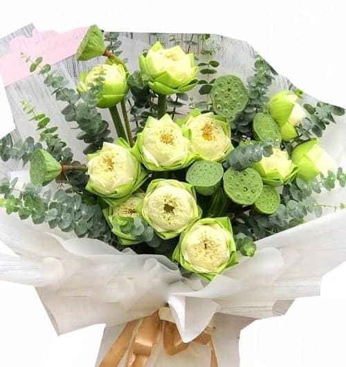 lotus flowers 08 500x531