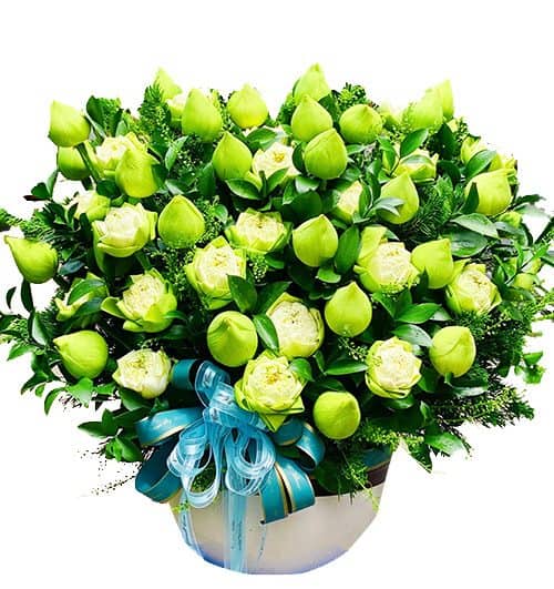 lotus flowers 09 500x531