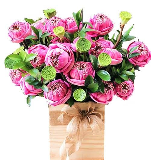 lotus flowers 12 500x531