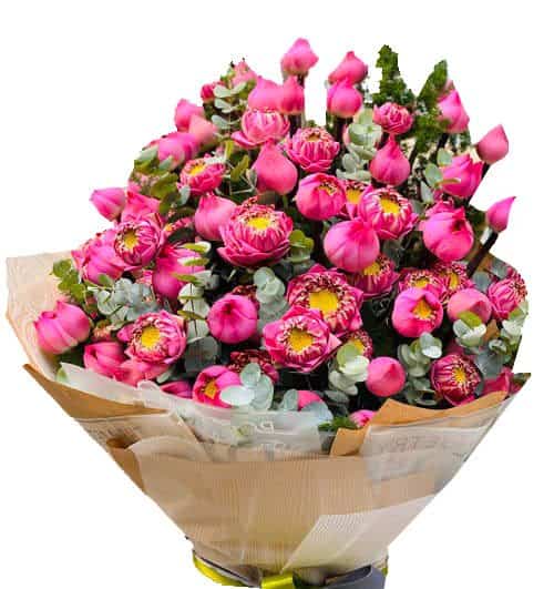 lotus flowers 500x531