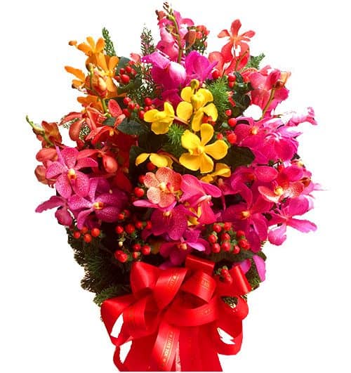 mixed orchid in vase 500x531