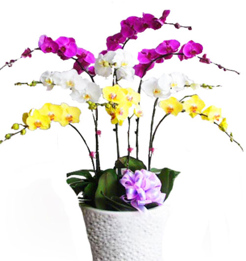 orchids for dad 002 500x531