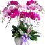 orchids for dad 003a 500x531