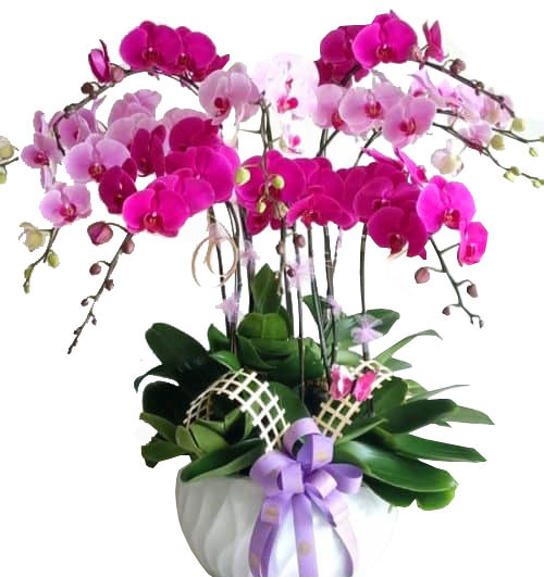 orchids for dad 003a 500x531