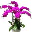 orchids for dad 006 500x531