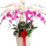 orchids for dad 009 500x531