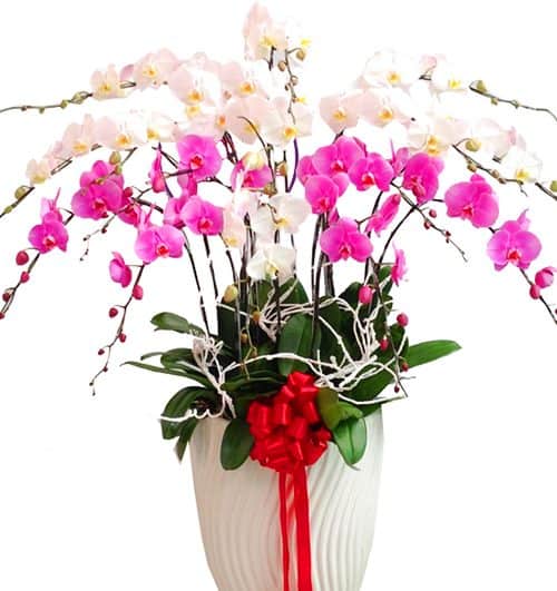 orchids for dad 009 500x531