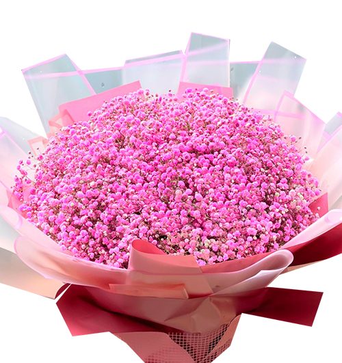 pink baby breaths flowers 500x531