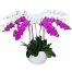special potted orchids 01 500x531