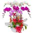 potted orchids for tet 31