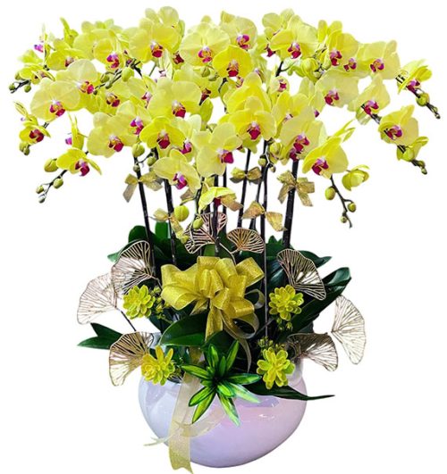 potted orchids for mom 21