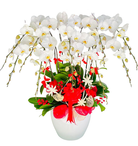 potted orchids for mom 22