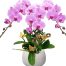 VN Women’s Day Potted Orchids 01