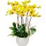 VN Women’s Day Potted Orchids 05