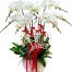 womens day orchids potted vietnam 21