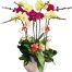 womens day orchids potted vietnam 22